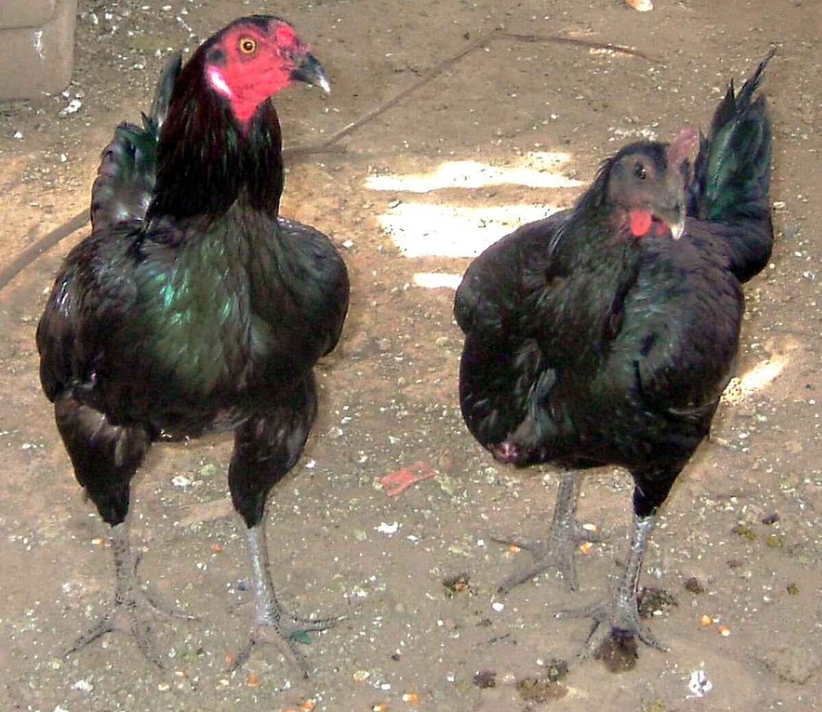 Gallonavajeroperuano.jpg