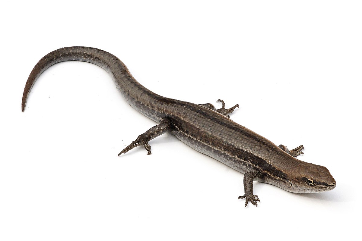 Lampropholis