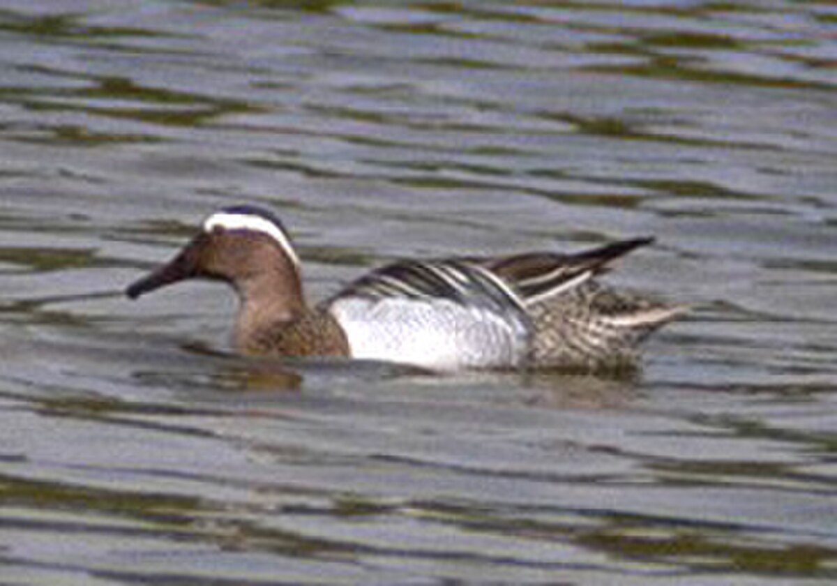 Sarcelle d'été