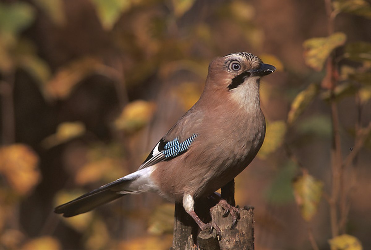 Garrulus glandarius 1 (Marek Szczepanek).jpg