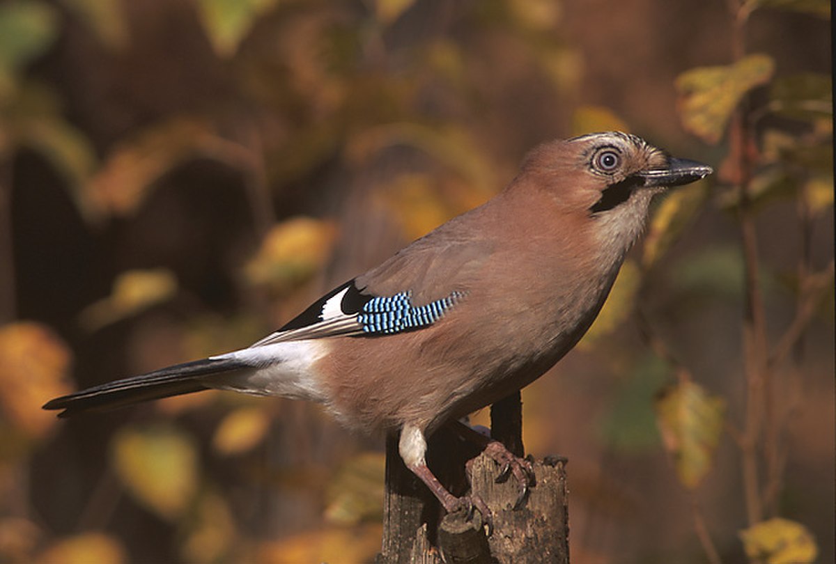 Garrulus glandarius 2 (Marek Szczepanek).jpg
