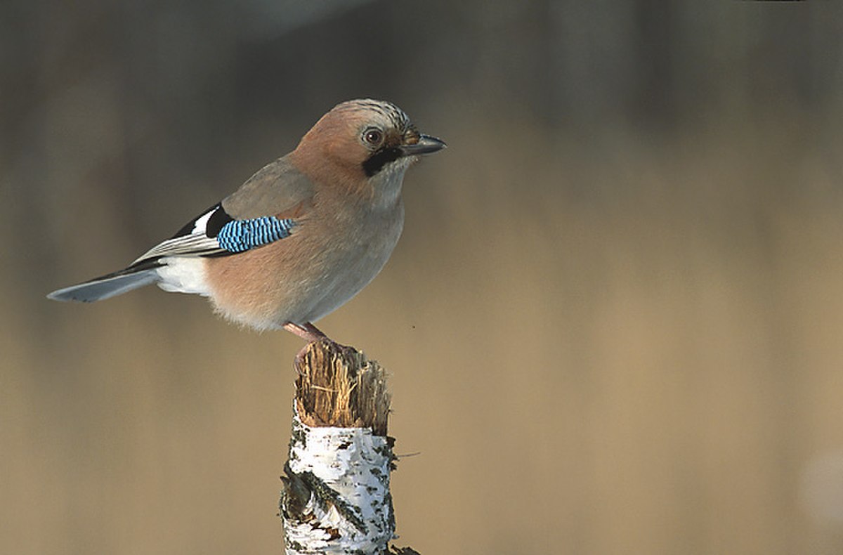 Garrulus glandarius 3 (Marek Szczepanek).jpg