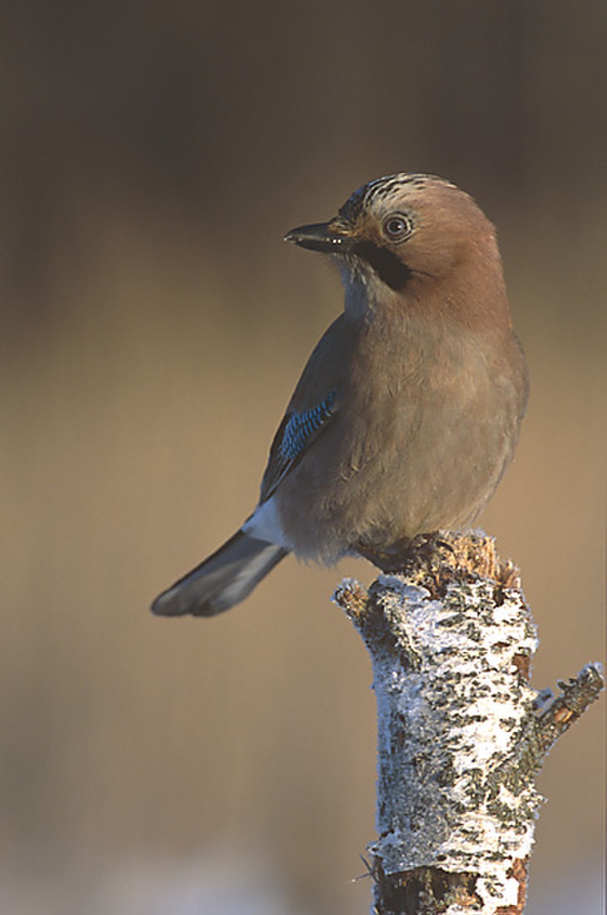 Garrulus glandarius 4 (Marek Szczepanek).jpg