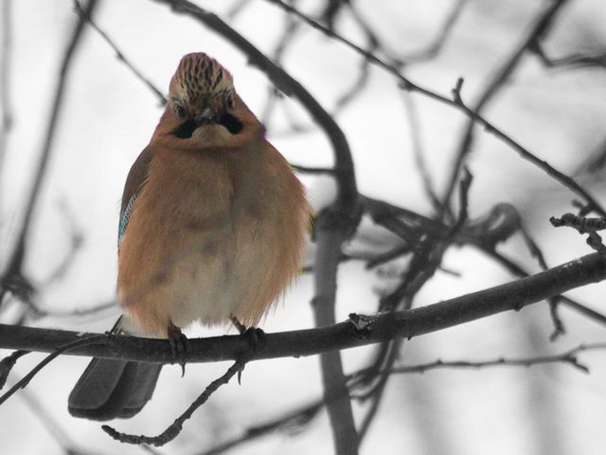 Garrulus glandarius2.jpg