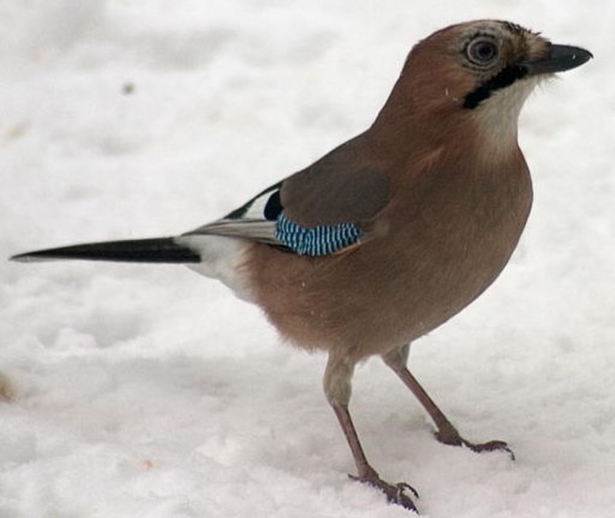 Garrulus glandarius3.jpg