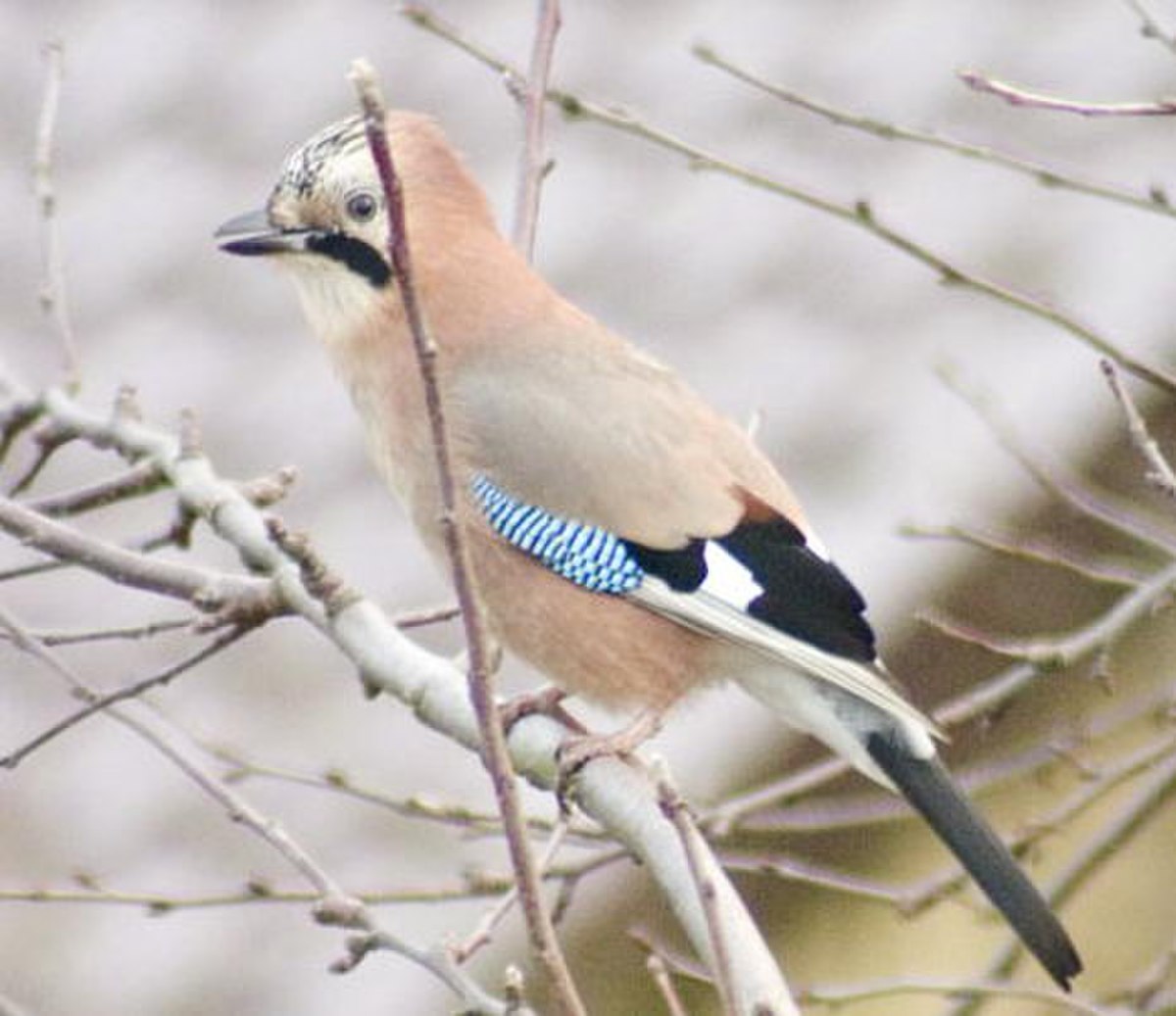 Garrulus glandarius.jpg