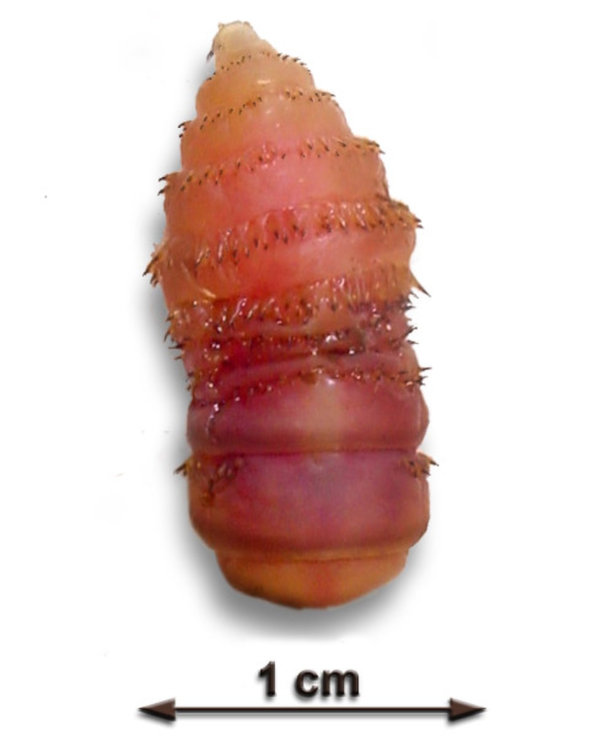 Oestridae