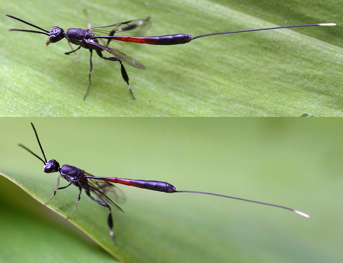 Gasteruptiidae