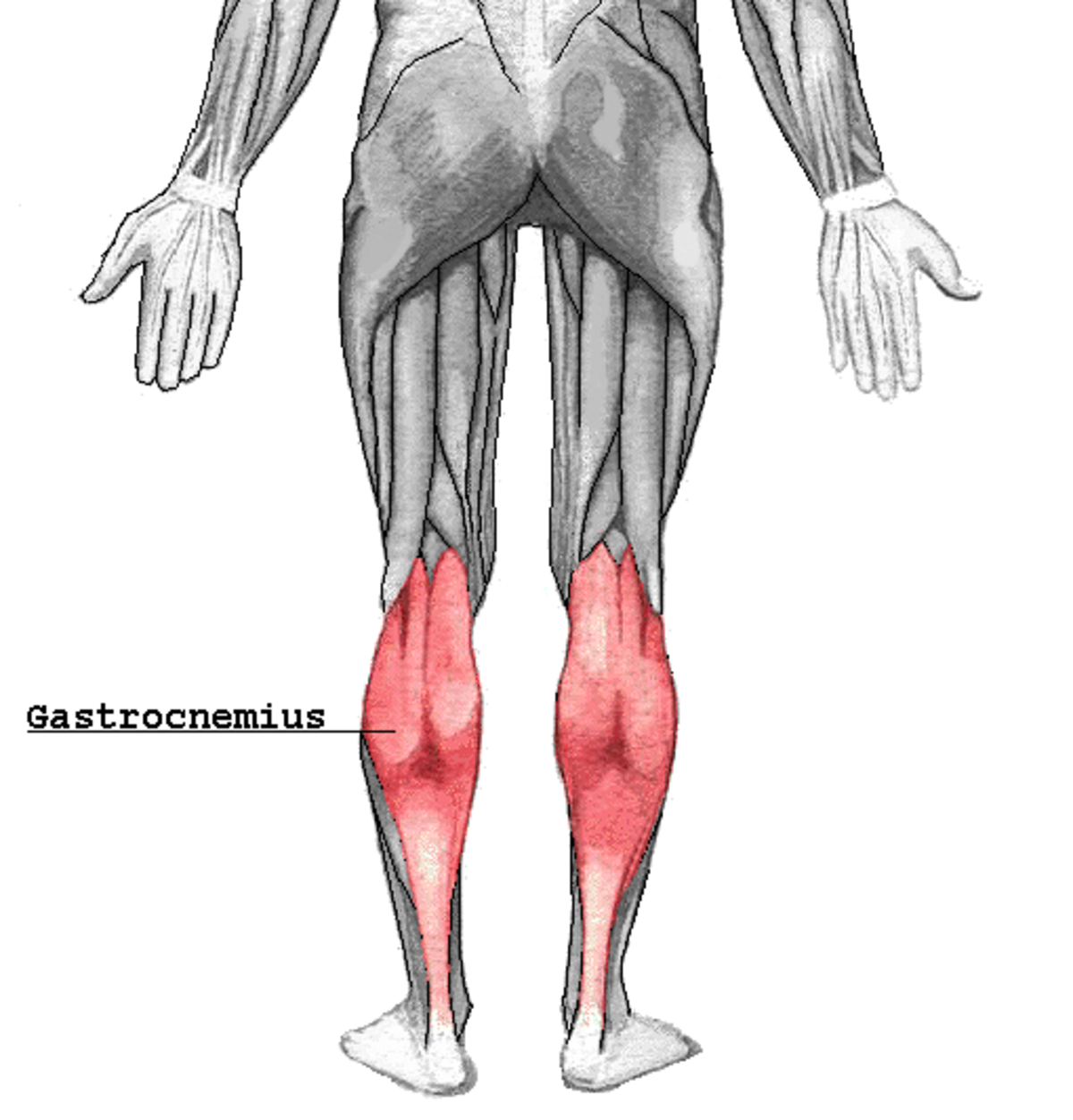 Muscle gastrocnémien