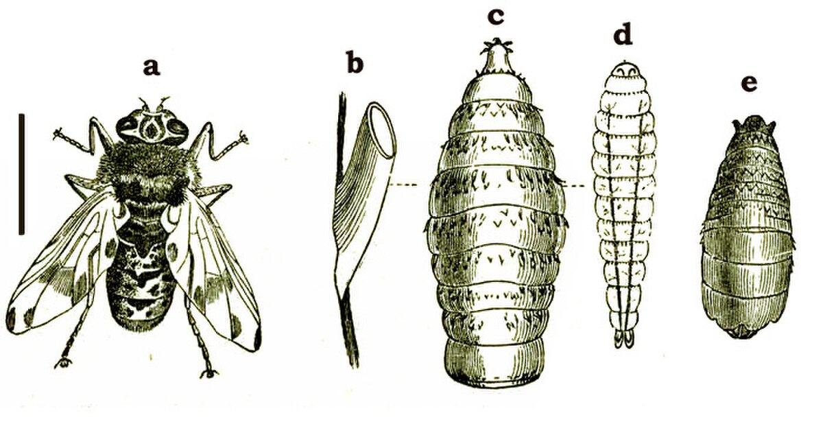 Gasterophilus intestinalis