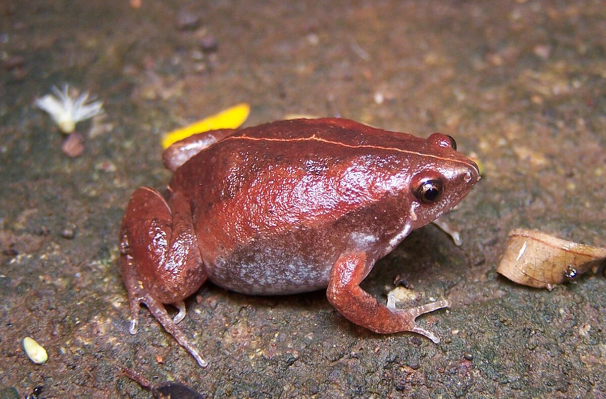 Gastrophryne usta