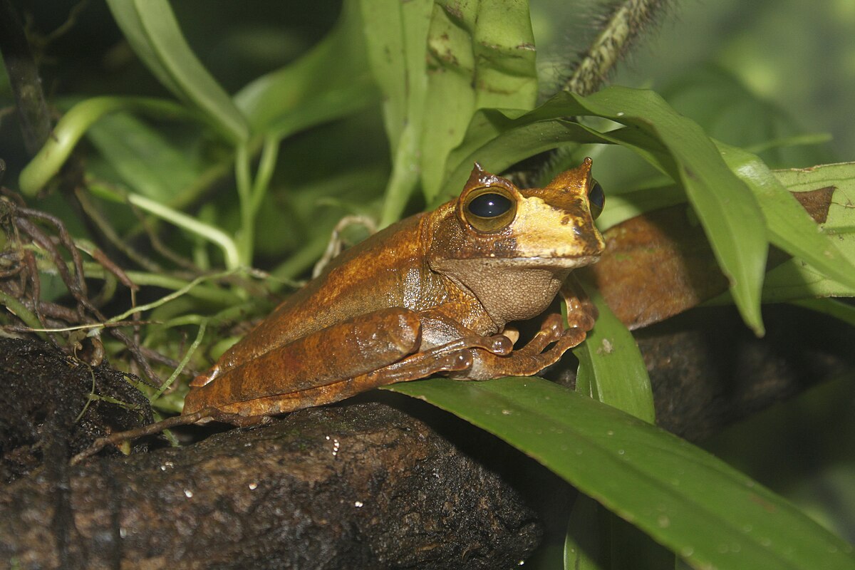 Hemiphractidae
