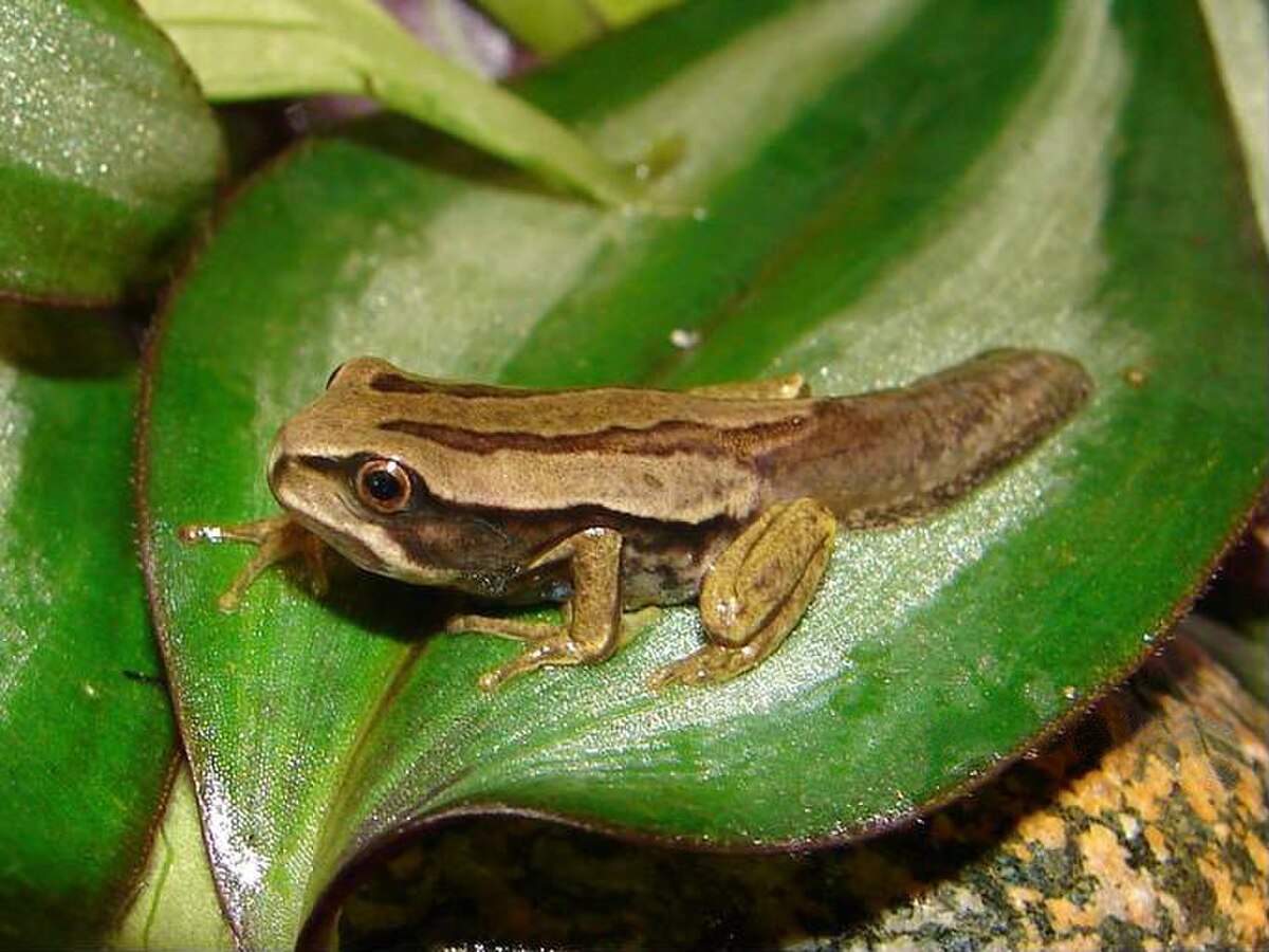 Gastrotheca dunni