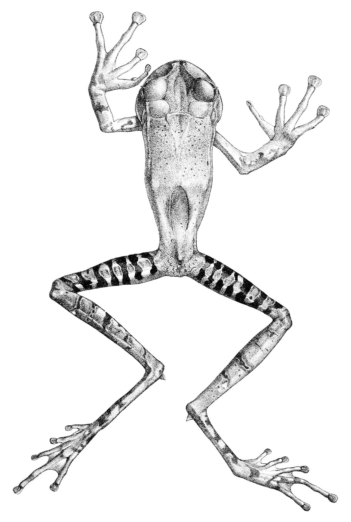 Gastrotheca guentheri