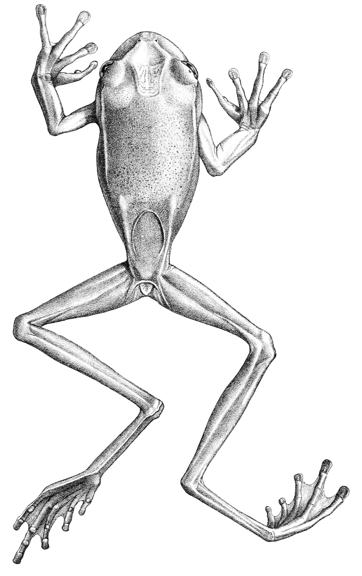 Gastrotheca longipes