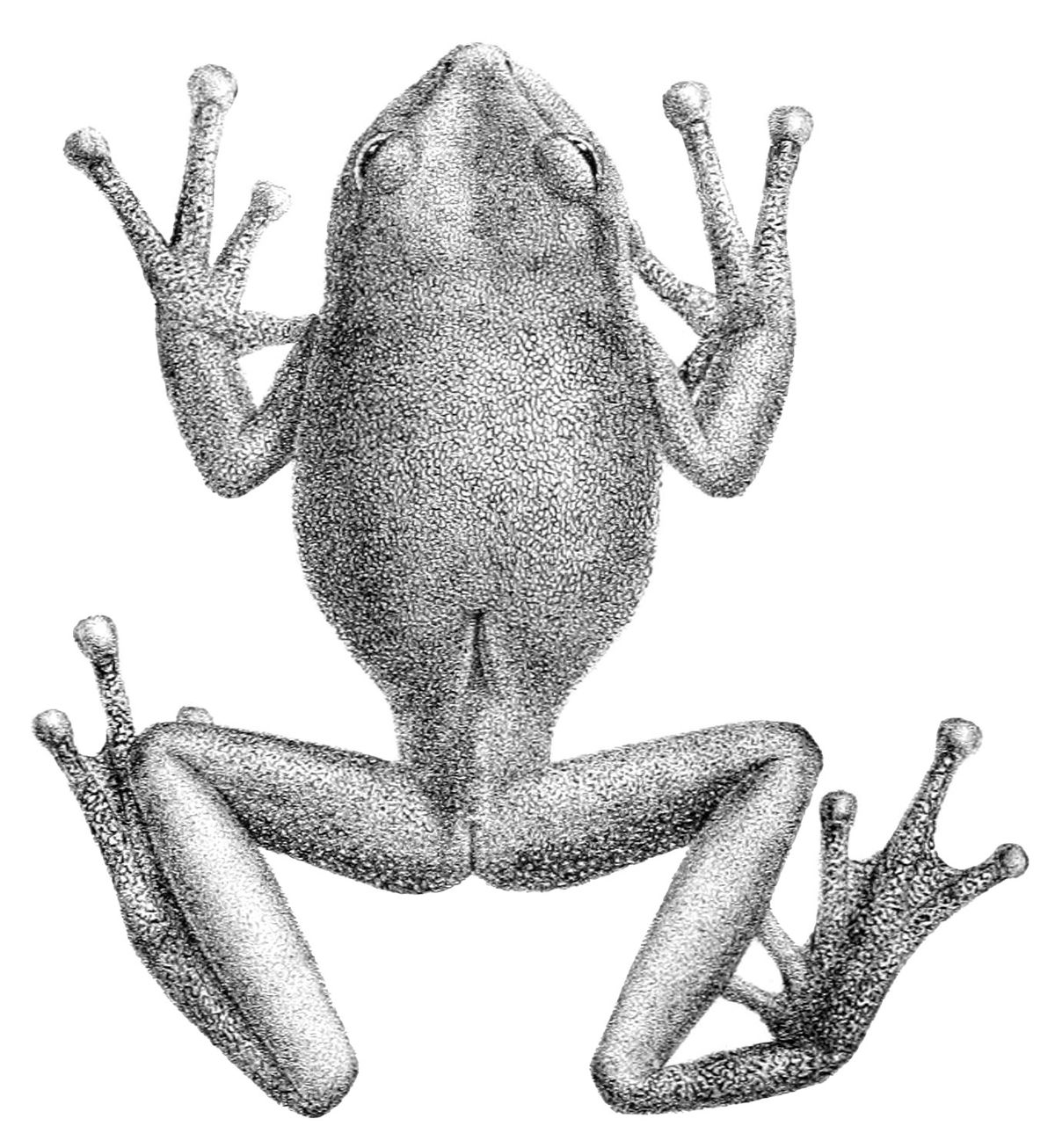 Gastrotheca plumbea