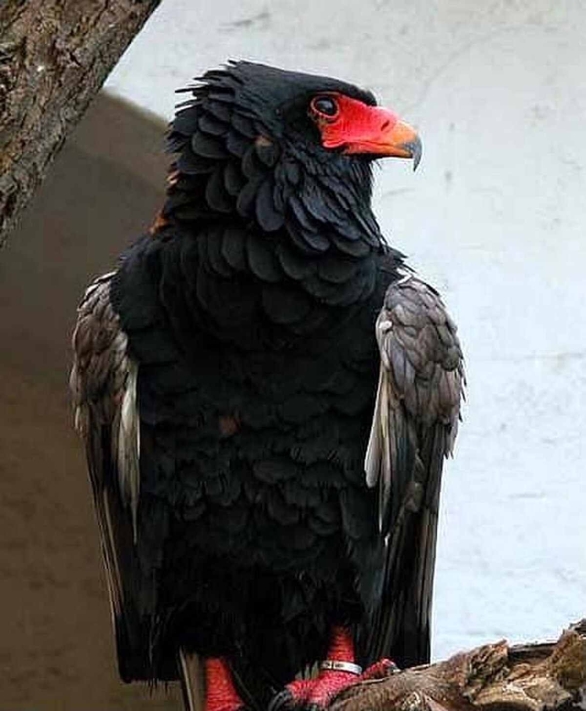 Bateleur des savanes