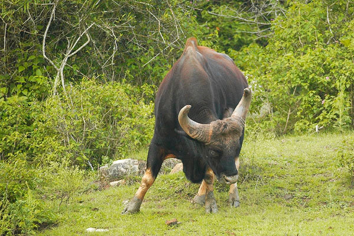 Gaur bandipur.jpg