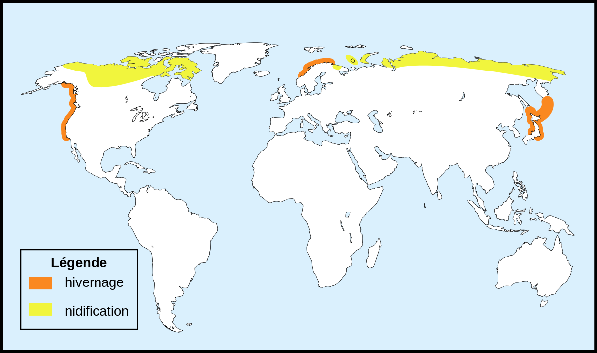 Répartition de Gavia adamsii