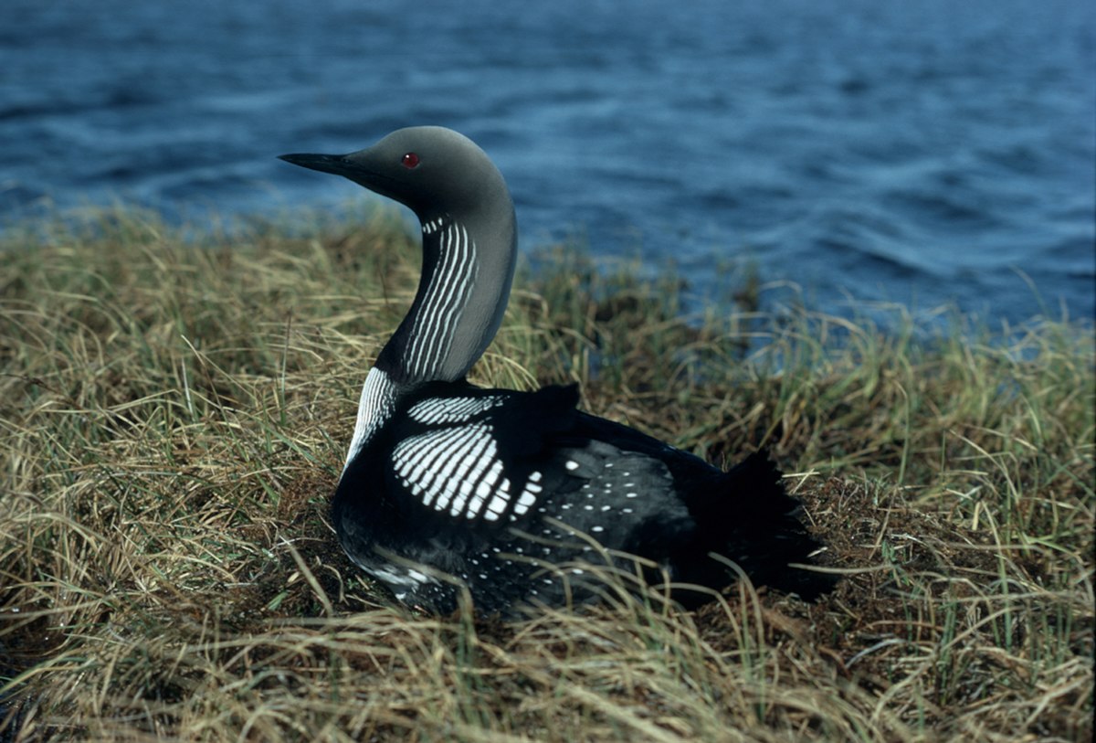 Plongeon arctique