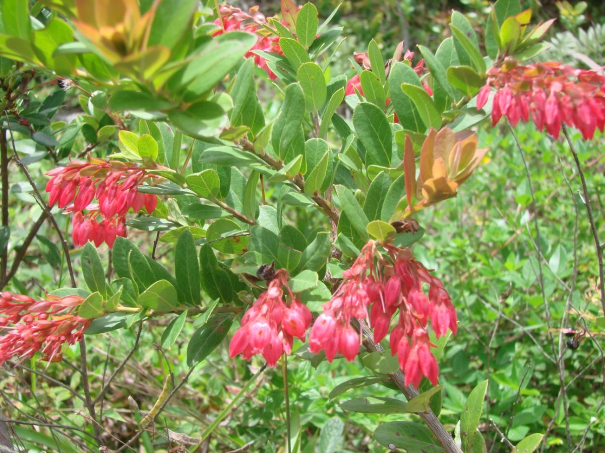 Gaylussacia