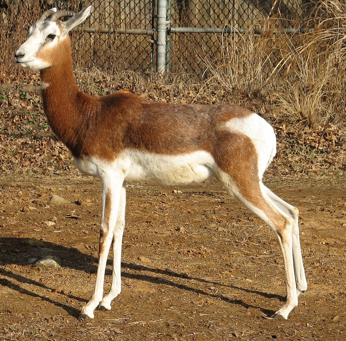 Gazella dama
