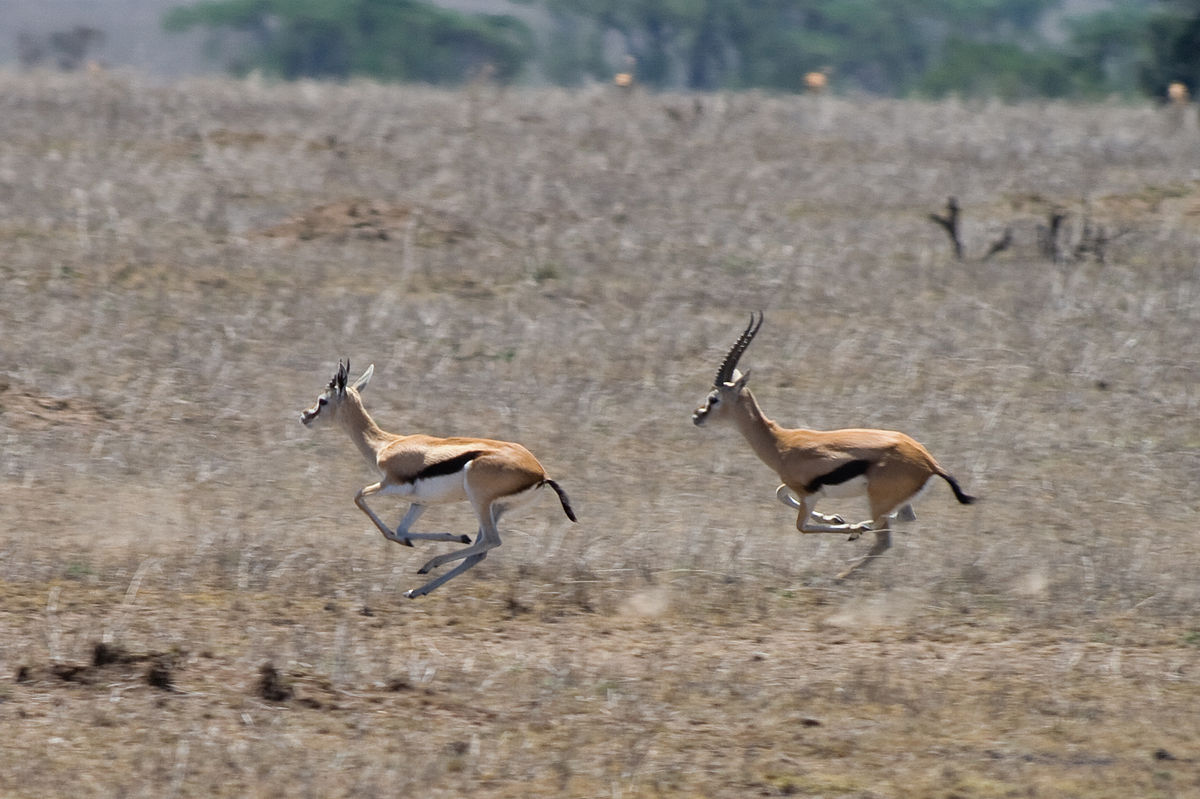 Gazelle de Thomson