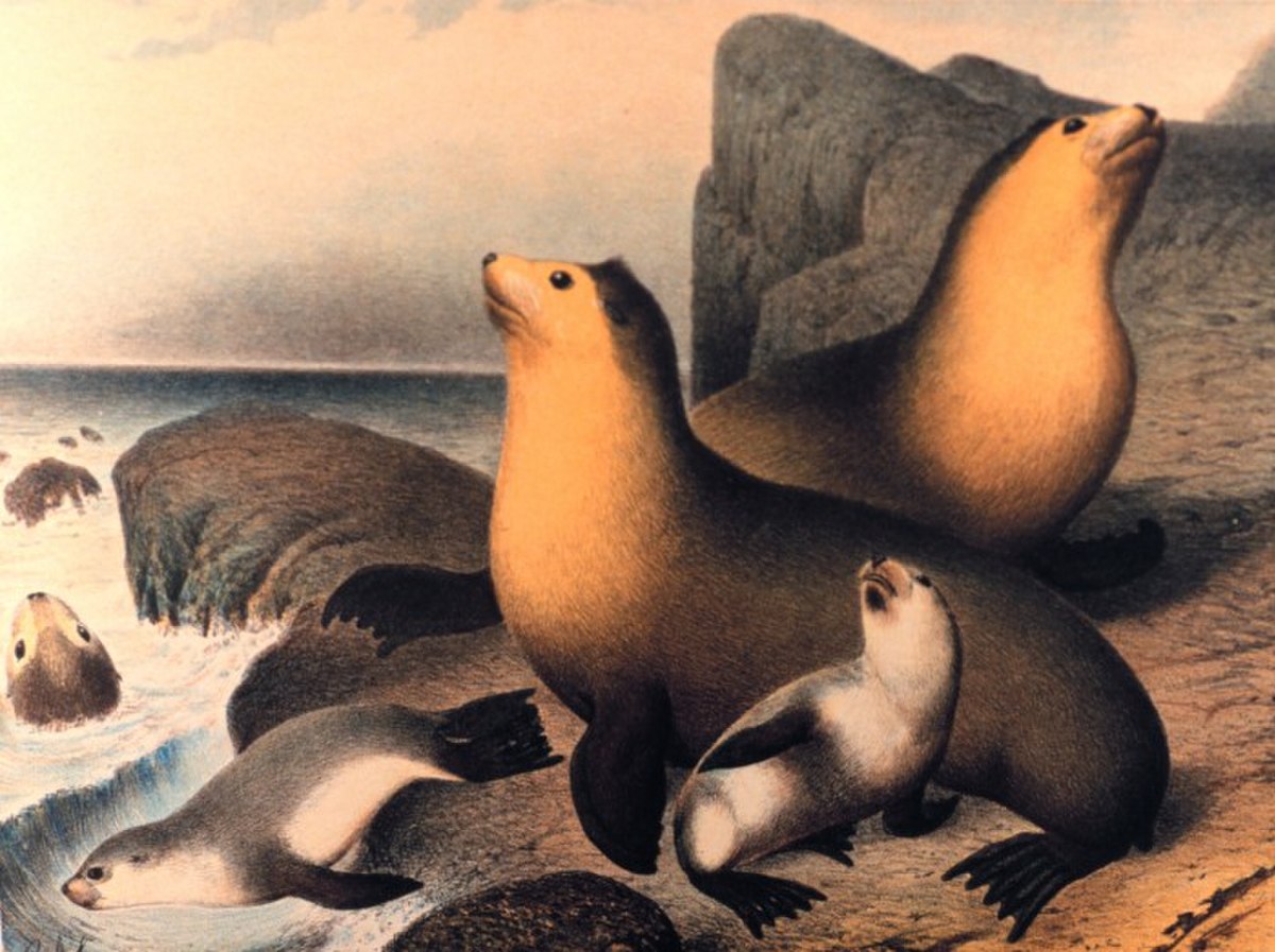 Otarie à fourrure subantarctique