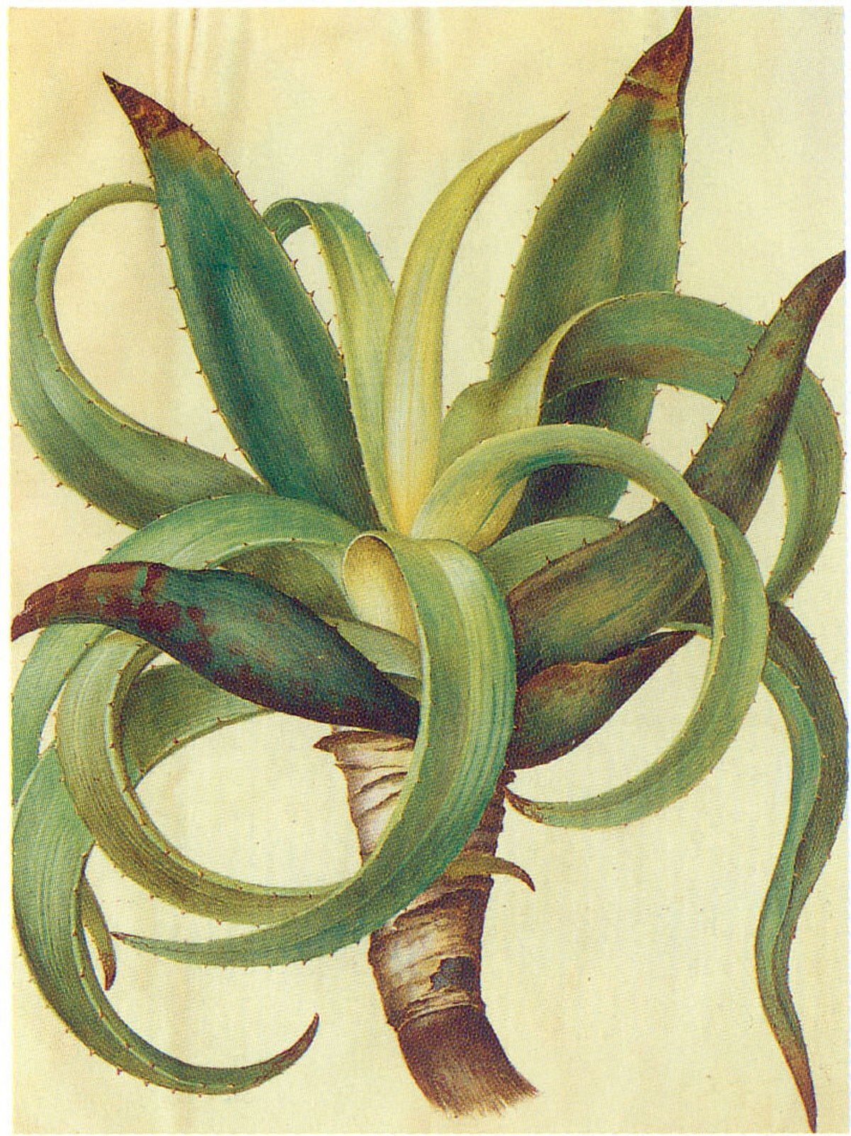 Aloe vera