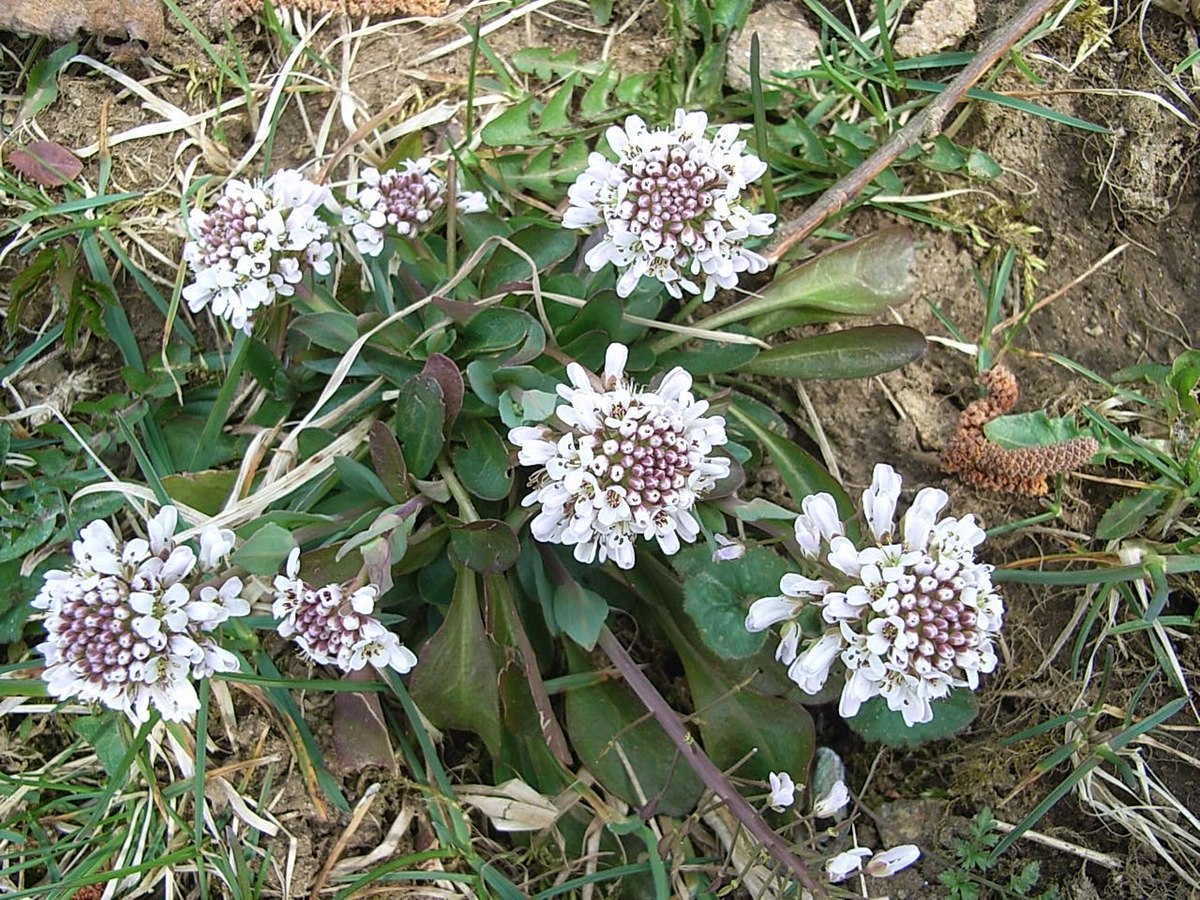 Thlaspi caerulescens