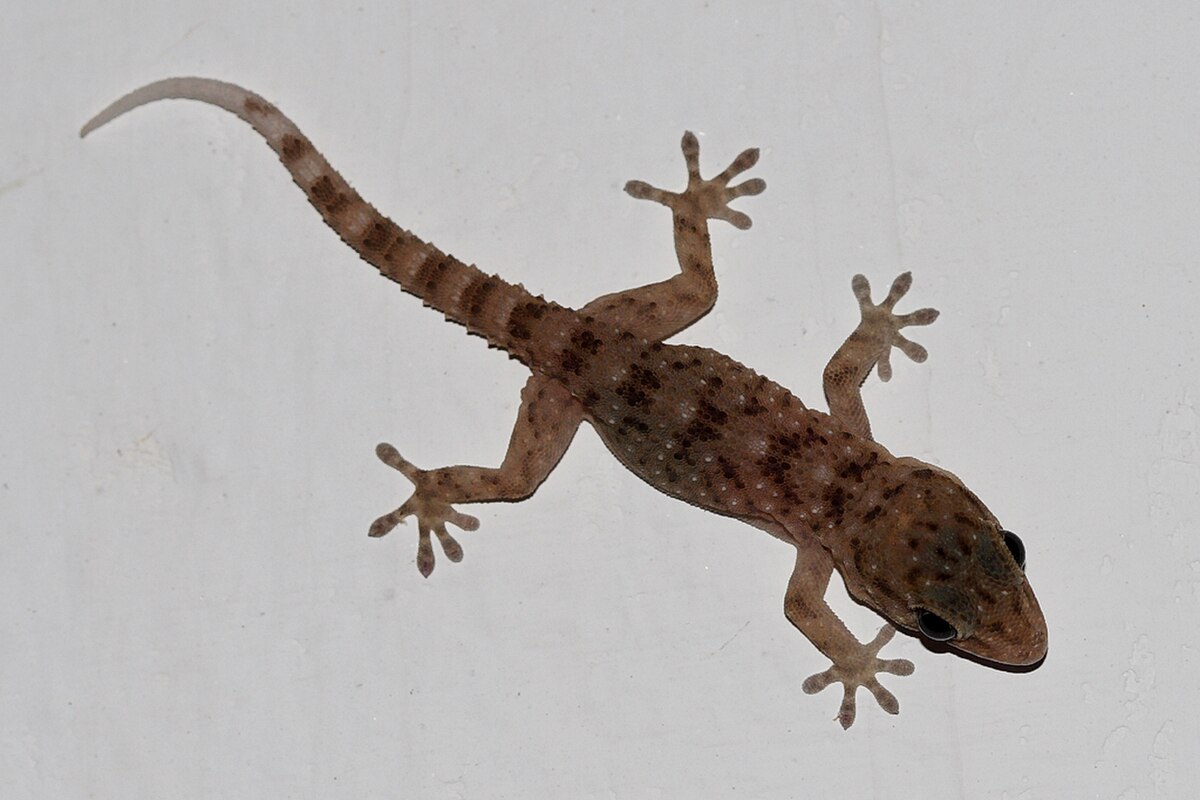 Tarentola gomerensis