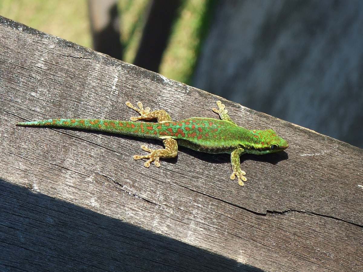 Gecko vert des Hauts