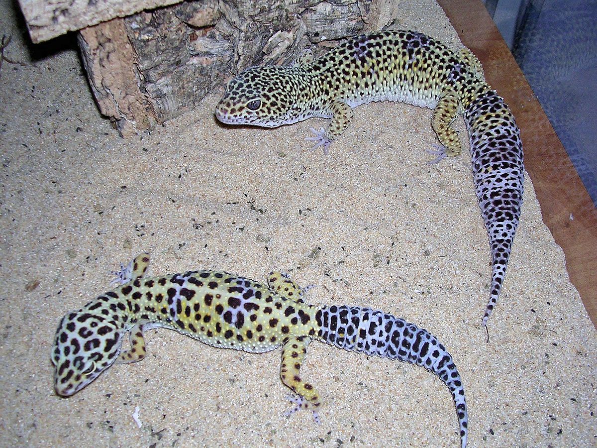 Gecko léopard