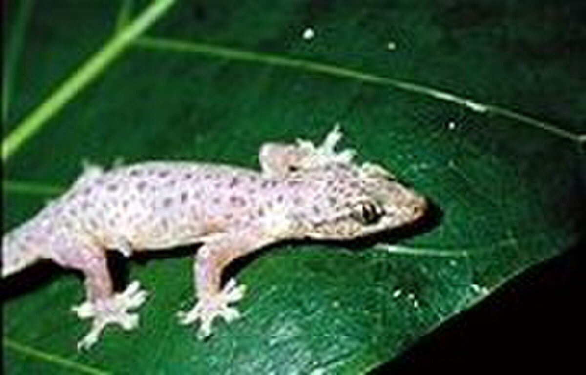 Gehyra mutilata