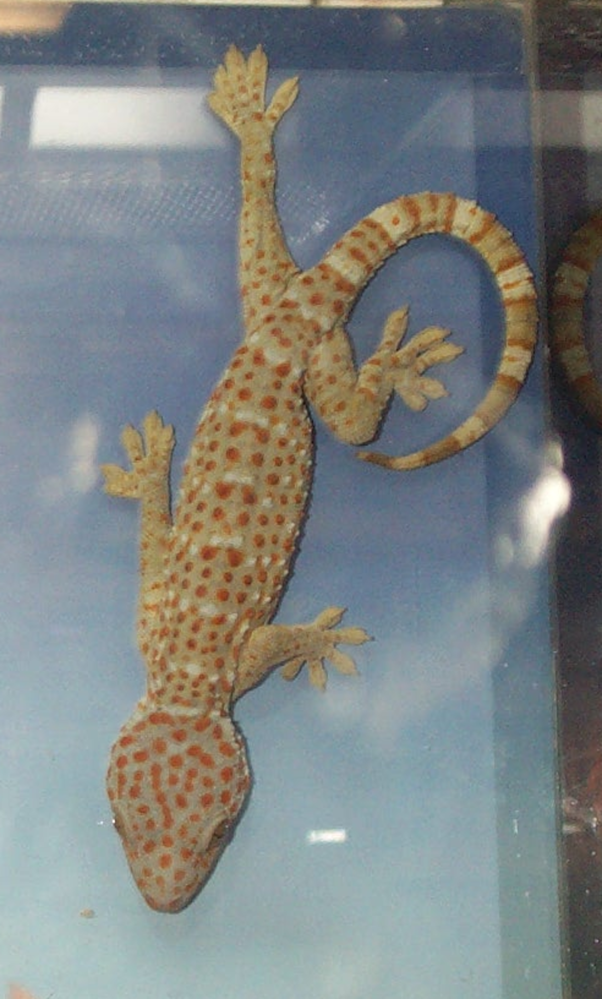 Gekko gecko