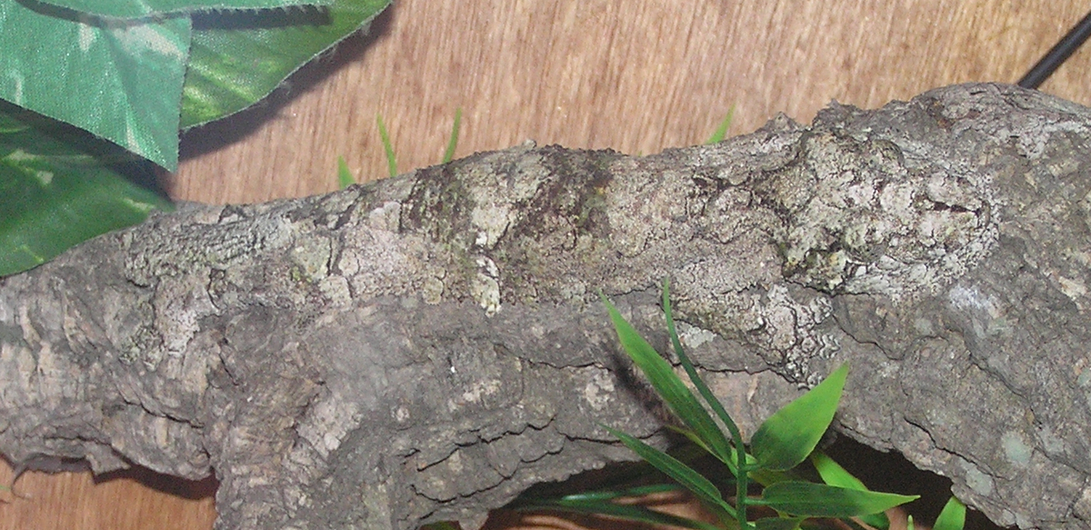 Exemple de camouflage d'un Uroplatus sikorae