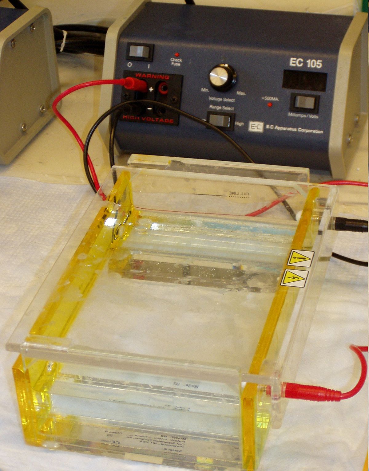Électrophorèse en gel d'agarose
