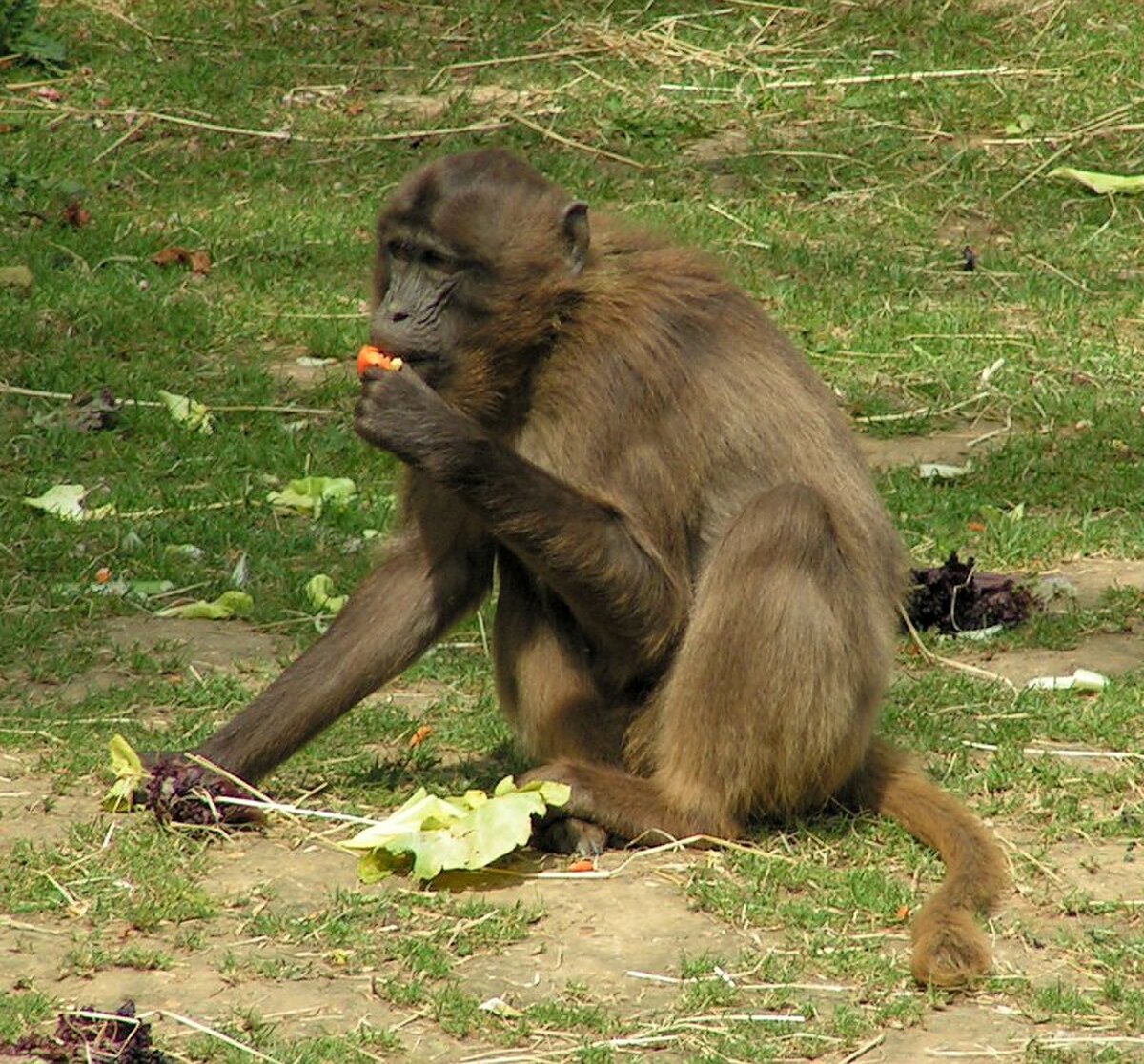 Gélada, femelle