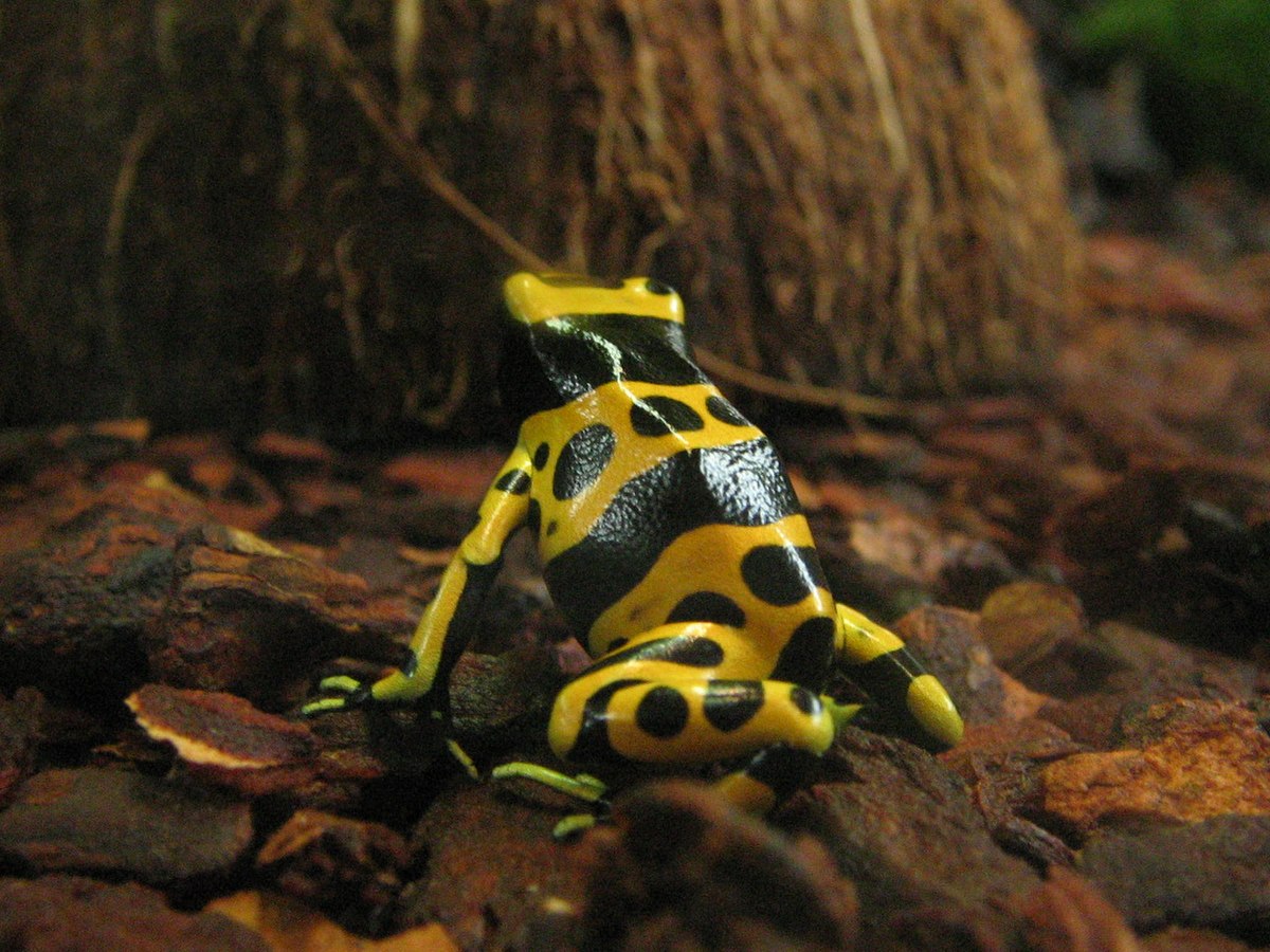 Dendrobatidae
