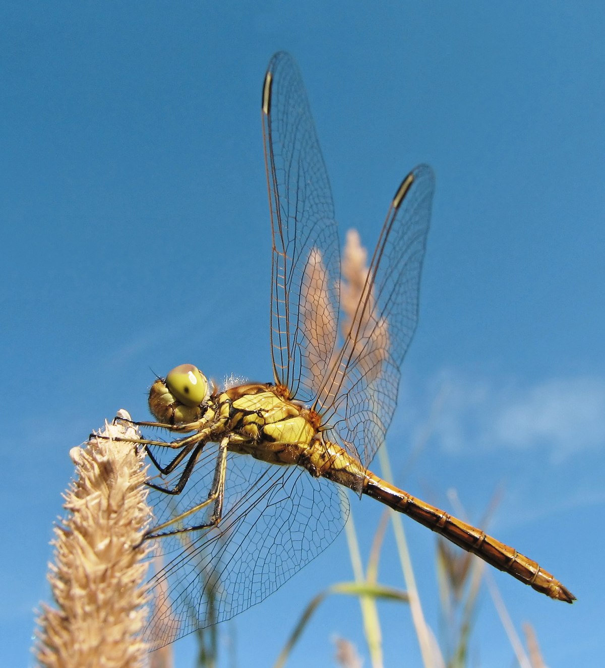 Insecta (classification phylogénétique)