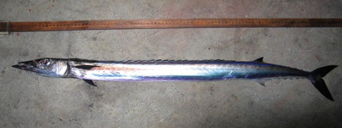 Escolier serpent