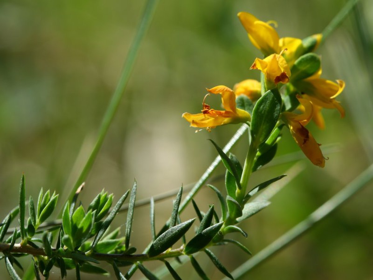 Genêt d'Angleterre