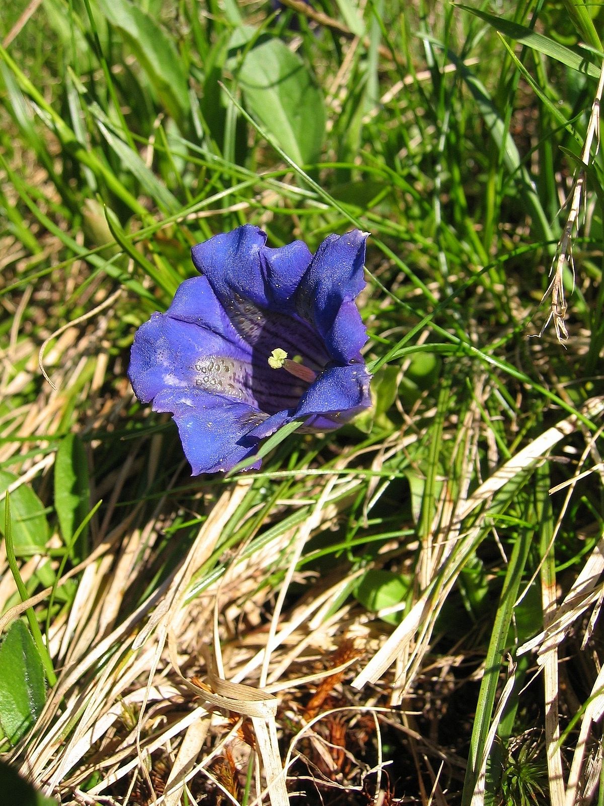 Gentiane acaule, fleur à pétales soudés