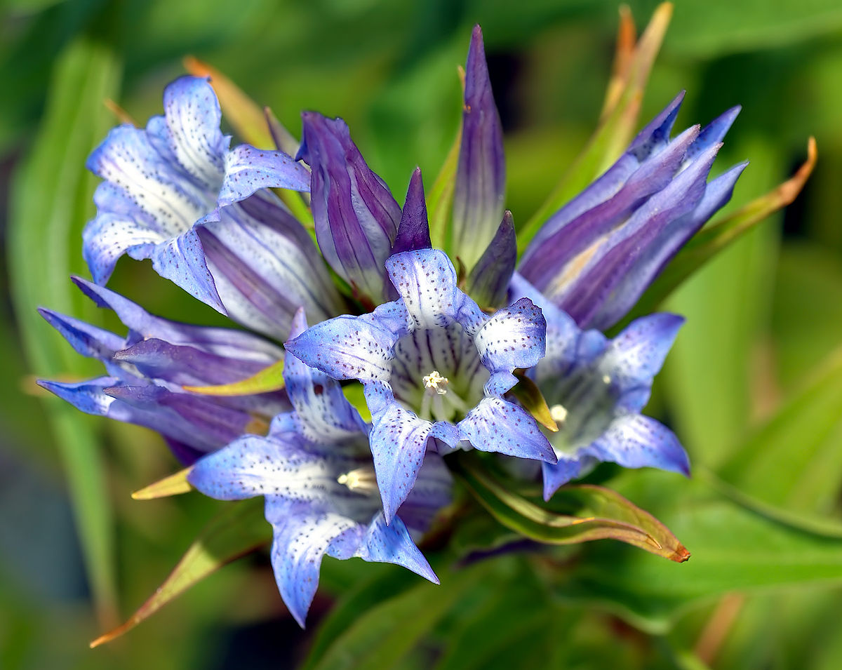 Gentiana