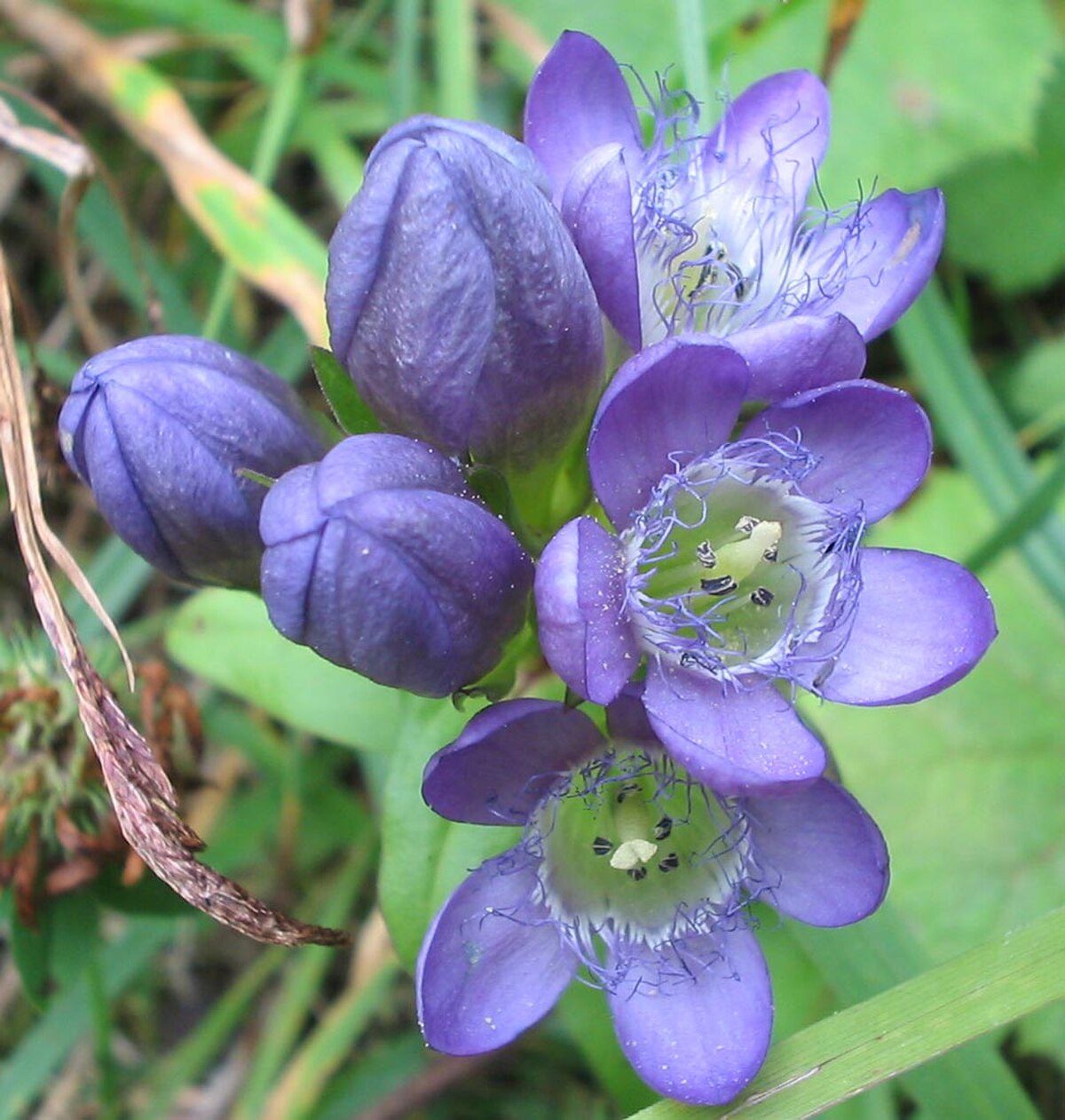 Gentianella
