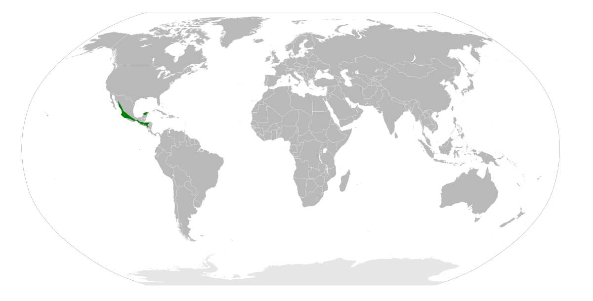Répartition du Géocoucou véloce