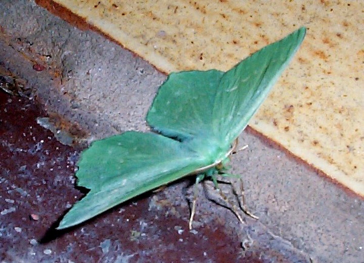 Geometrinae