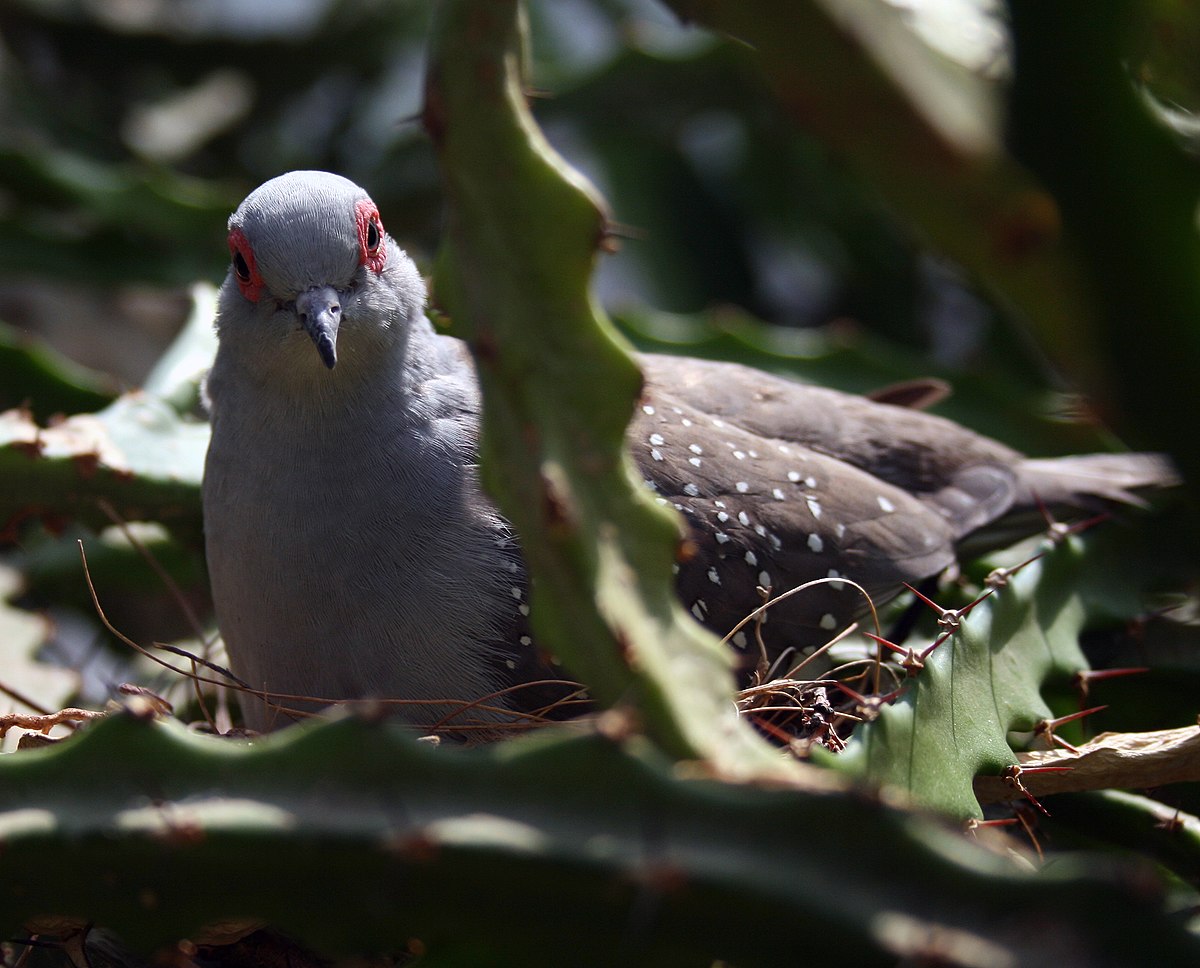 Geopelia cuneata Schönbrunn 2007a.jpg