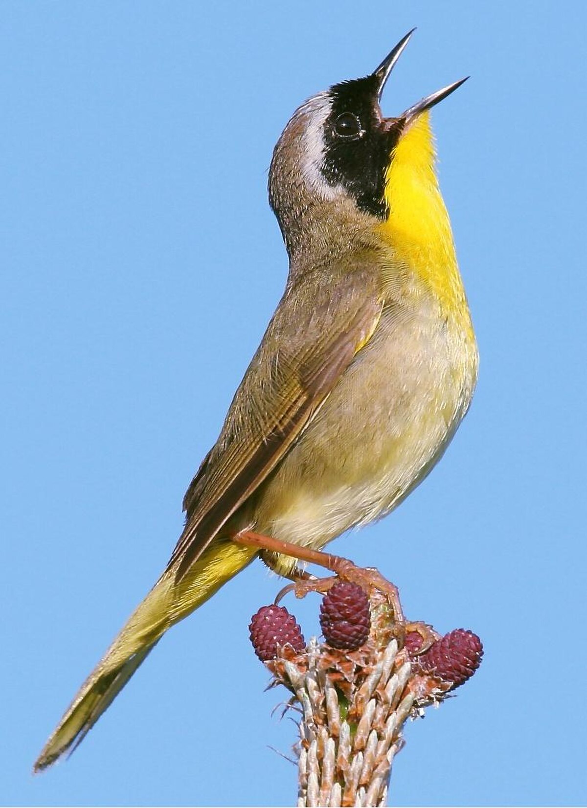 Paruline masquée