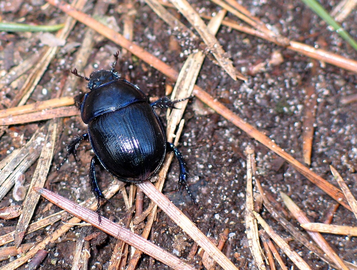 Geotrupes